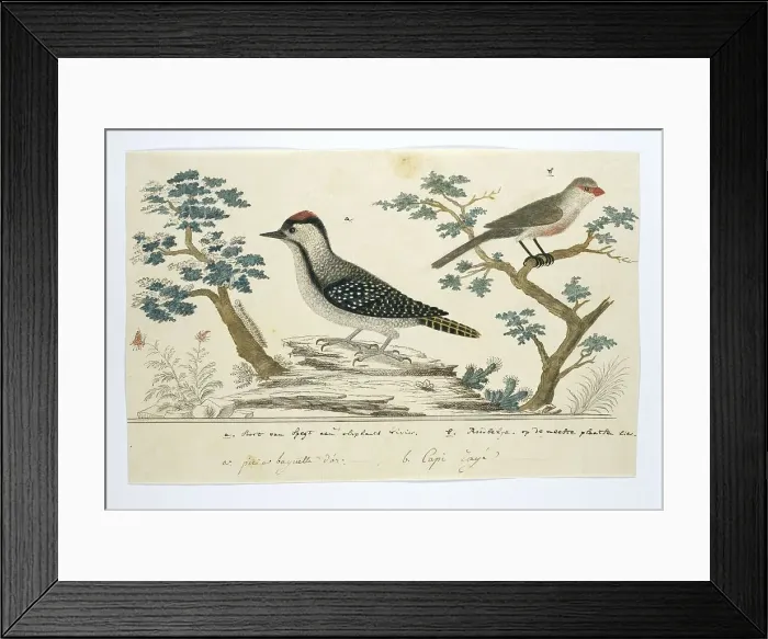 Framed Print : Dendropicos fuscescens (Cardinal woodpecker)and Estrilda astrild (Common waxbill), 1777-1786. Creator: Robert Jacob Gordon Framed Print : Dendropicos fuscescens (Cardinal woodpecker)and Estrilda astrild (Common waxbill), 1777-1786. Creator: Robert Jacob Gordon