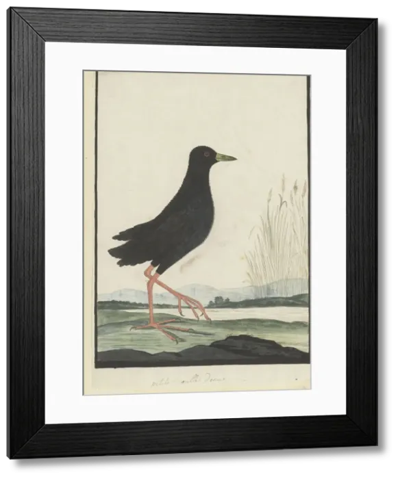 Framed Print : Amaurornis flavirostra (Black crake), 1777-1786. Creator: Robert Jacob Gordon Framed Print : Amaurornis flavirostra (Black crake), 1777-1786. Creator: Robert Jacob Gordon