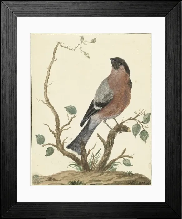 Framed Print : Bullfinch, 1767. Creator: Jacobus Perkois Framed Print : Bullfinch, 1767. Creator: Jacobus Perkois