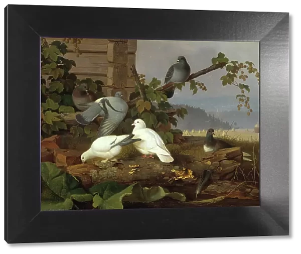 Pigeons, 19th-early 20th century. Creator: Ferdinand von Wright