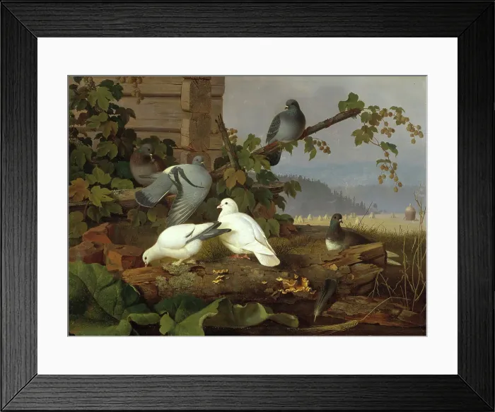 Framed Print : Pigeons, 19th-early 20th century. Creator: Ferdinand von Wright Framed Print : Pigeons, 19th-early 20th century. Creator: Ferdinand von Wright