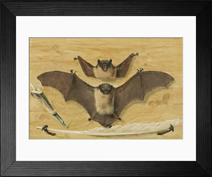 Framed Print : Trompe l'oeil: Two bats nailed to a timber wall, knife and quill pen ('The Bat Painting'), 1738. Creator: Gabriel Orm. Trompe l'oeil: Two bats nailed to a timber wall, knife and quill pen ('The Bat Painting'), 1738. Creator: Gabriel Orm Framed Print : Trompe l'oeil: Two bats nailed to a timber wall, knife and quill pen ('The Bat Painting'), 1738. Creator: Gabriel Orm. Trompe l'oeil: Two bats nailed to a timber wall, knife and quill pen ('The Bat Painting'), 1738. Creator: Gabriel Orm