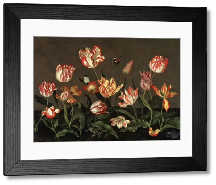 Framed Print : Still Life with Tulips. Creator: Joannes Busschaert Framed Print : Still Life with Tulips. Creator: Joannes Busschaert