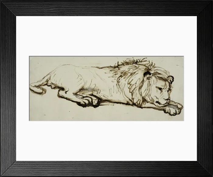 Framed Print : Sleeping lion. Creator: Rembrandt Harmensz van Rijn Framed Print : Sleeping lion. Creator: Rembrandt Harmensz van Rijn