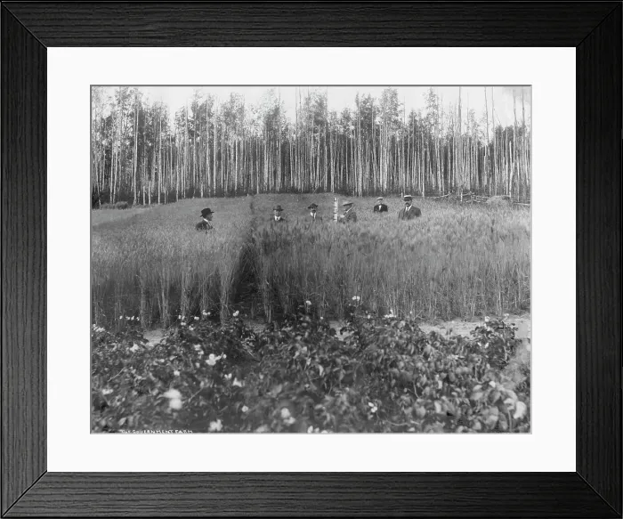 Framed Print : Measuring height of grain on government farm, 1916. Creator: Unknown Framed Print : Measuring height of grain on government farm, 1916. Creator: Unknown