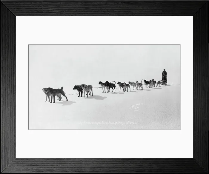 Framed Print : Dog team at Seventh All Alaska Sweepstakes, April 13, 1914. Creator: Unknown Framed Print : Dog team at Seventh All Alaska Sweepstakes, April 13, 1914. Creator: Unknown