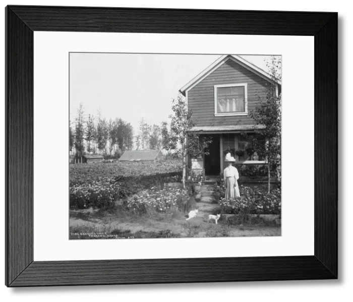 Framed Print : Mrs. Brandt's home, 1916. Creator: Unknown Framed Print : Mrs. Brandt's home, 1916. Creator: Unknown