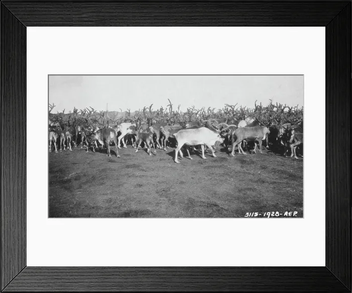 Framed Print : Reindeer in rather poor condition due to prolonged confinement in corral, 1926. Creator: Unknown Framed Print : Reindeer in rather poor condition due to prolonged confinement in corral, 1926. Creator: Unknown