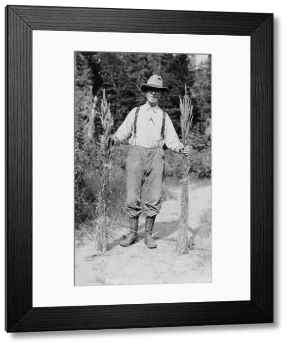 Framed Print : Mr. Johnson holding stalks of timothy, 1916. Creator: Unknown Framed Print : Mr. Johnson holding stalks of timothy, 1916. Creator: Unknown
