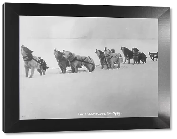 Dog sled team barking, 1920. Creator: Unknown