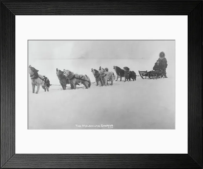 Framed Print : Dog sled team barking, 1920. Creator: Unknown Framed Print : Dog sled team barking, 1920. Creator: Unknown