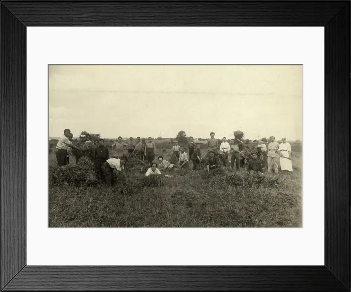 Framed Print : Jewish Pedagogical College and Agricultural School - At field work / Harvest, Minsk, 1922-1923. Creator: Unknown Framed Print : Jewish Pedagogical College and Agricultural School - At field work / Harvest, Minsk, 1922-1923. Creator: Unknown