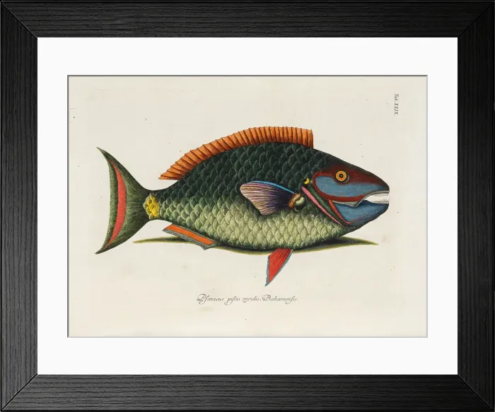 Framed Print : From Piscium, Serpentum, Insectorum, aliorumque nonnullorum animalium, nec non... 1740s. Creator: Catesby, Mark (1683-1749) Framed Print : From Piscium, Serpentum, Insectorum, aliorumque nonnullorum animalium, nec non... 1740s. Creator: Catesby, Mark (1683-1749)