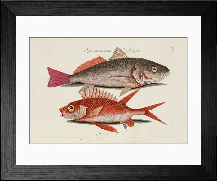 Framed Print : From Piscium, Serpentum, Insectorum, aliorumque nonnullorum animalium, nec non plantarum... 1740s. Creator: Catesby, Mark (1683-1749) Framed Print : From Piscium, Serpentum, Insectorum, aliorumque nonnullorum animalium, nec non plantarum... 1740s. Creator: Catesby, Mark (1683-1749)