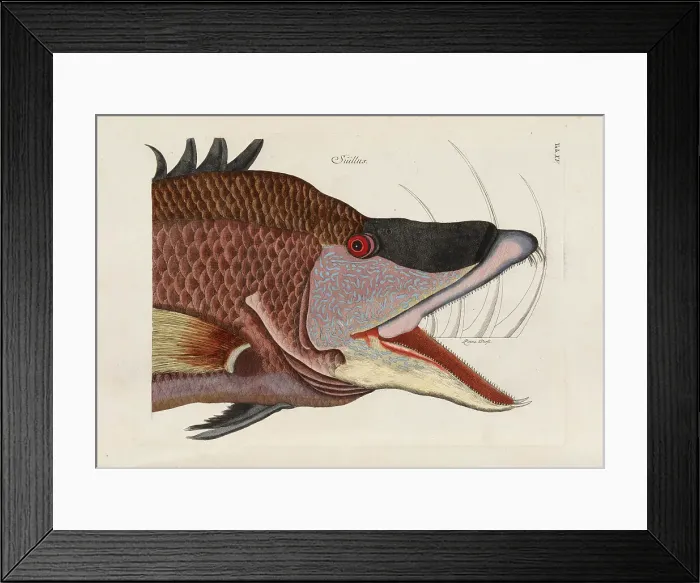 Framed Print : From Piscium, Serpentum, Insectorum, aliorumque nonnullorum animalium, nec non plantarum... 1740s. Creator: Catesby, Mark (1683-1749) Framed Print : From Piscium, Serpentum, Insectorum, aliorumque nonnullorum animalium, nec non plantarum... 1740s. Creator: Catesby, Mark (1683-1749)