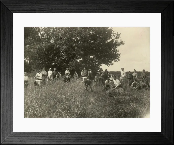 Framed Print : Jewish Pedagogical College and Agricultural School - At field work / Barley is... Minsk, 1922-1923. Creator: Unknown Framed Print : Jewish Pedagogical College and Agricultural School - At field work / Barley is... Minsk, 1922-1923. Creator: Unknown
