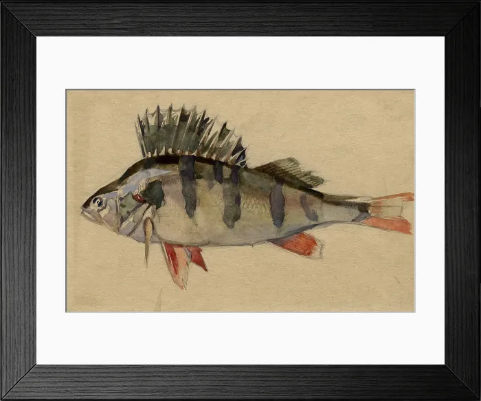 Framed Print : Perch, 1920. Creator: A. G. Vargin Framed Print : Perch, 1920. Creator: A. G. Vargin