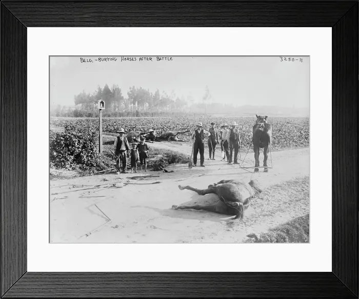 Framed Print : Belg.[i.e. Belgium], burying horses after battle, 1914. Creator: Bain News Service