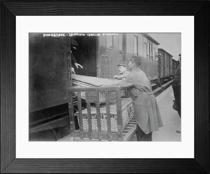 Framed Print : Donkerque [i.e. Dunkerque], shipping carrier pigeons, between c1914 and c1915. Creator: Bain News Service