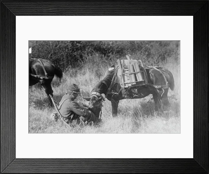 Framed Print : Pony carrying French Mitrailleuse, between c1914 and c1915. Creator: Bain News Service Framed Print : Pony carrying French Mitrailleuse, between c1914 and c1915. Creator: Bain News Service