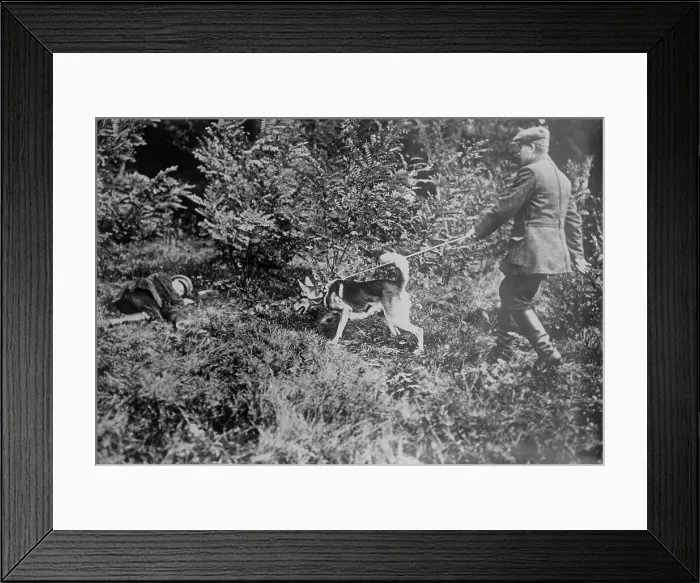 Framed Print : German Red Cross dog seeking wounded, between 1914 and c1915. Creator: Bain News Service Framed Print : German Red Cross dog seeking wounded, between 1914 and c1915. Creator: Bain News Service