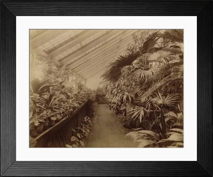 Framed Print : Interior of the Orangery; Tropical Section, 1890. Creator: Unknown