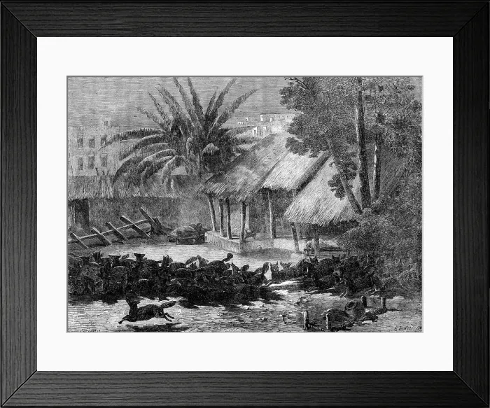 Framed Print : A stampede of jackals through the environs of Calcutta, 1864. Creator: Mason Jackson Framed Print : A stampede of jackals through the environs of Calcutta, 1864. Creator: Mason Jackson