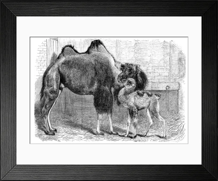 Framed Print : Camel and young, 1864. Creator: Pearson Framed Print : Camel and young, 1864. Creator: Pearson