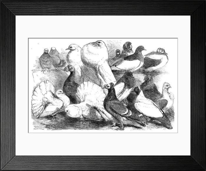 Framed Print : Prize pigeons at the show of the Philo-Peristeron Society, recently held in Freemasons Hall, 1864. Creator: Unknown Framed Print : Prize pigeons at the show of the Philo-Peristeron Society, recently held in Freemasons Hall, 1864. Creator: Unknown