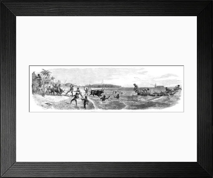 Framed Print : Embarking cattle at the port of Tamatave, Madagascar, 1864. Creator: Mason Jackson