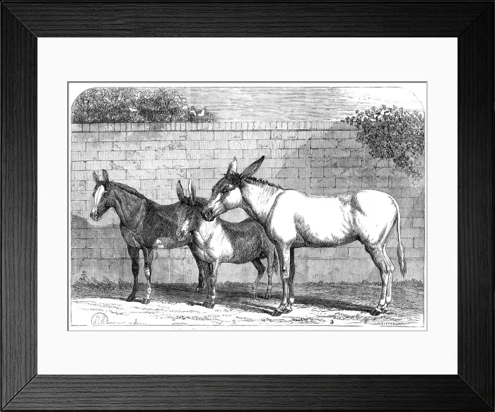 Framed Print : Prize donkeys and mule at the Show in the Agricultural Hall, Islington, 1864. Creator: Unknown Framed Print : Prize donkeys and mule at the Show in the Agricultural Hall, Islington, 1864. Creator: Unknown