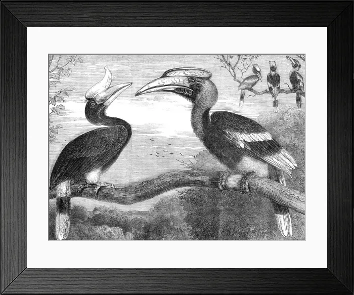 Framed Print : The Hornbills, in the Gardens of the Zoological Society, Regent's Park, 1864. Creator: Pearson Framed Print : The Hornbills, in the Gardens of the Zoological Society, Regent's Park, 1864. Creator: Pearson