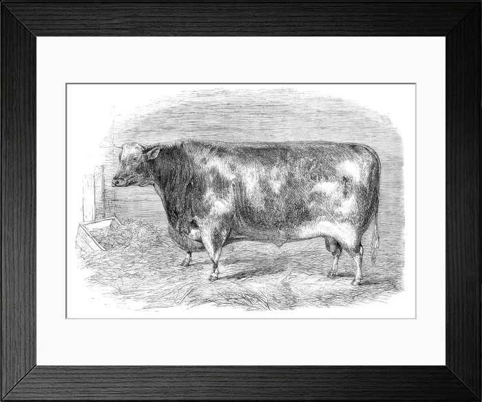 Framed Print : The First-Prize Shorthorn Bull, 1864. Creator: Unknown Framed Print : The First-Prize Shorthorn Bull, 1864. Creator: Unknown