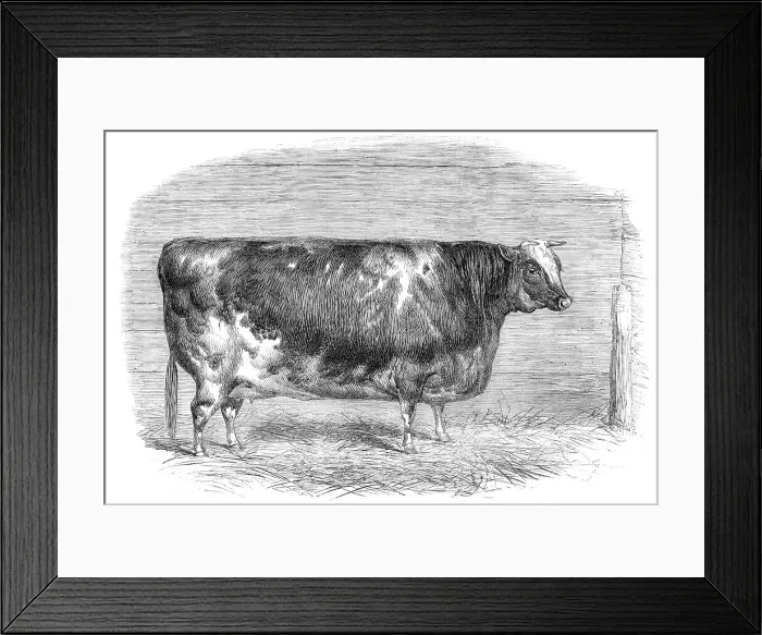 Framed Print : The First-Prize Shorthorn Cow 1864. Creator: Unknown Framed Print : The First-Prize Shorthorn Cow 1864. Creator: Unknown