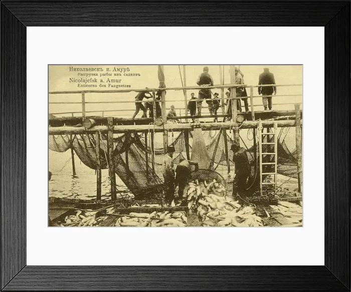 Framed Print : Nikolaevsk-on-Amur. Unloading fish from cages, 1900. Creator: Unknown Framed Print : Nikolaevsk-on-Amur. Unloading fish from cages, 1900. Creator: Unknown