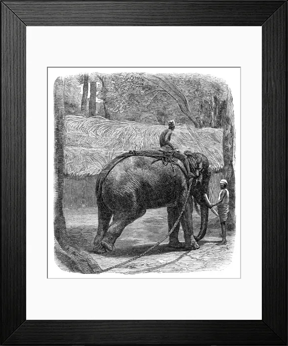 Framed Print : Mode of capturing wild elephants in Ceylon: testing the rope, 1864. Creator: Unknown Framed Print : Mode of capturing wild elephants in Ceylon: testing the rope, 1864. Creator: Unknown