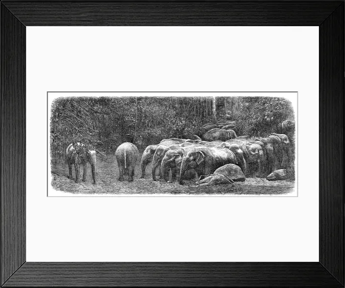 Framed Print : Mode of capturing wild elephants in Ceylon: herd of wild elephants, 1864. Creator: Unknown Framed Print : Mode of capturing wild elephants in Ceylon: herd of wild elephants, 1864. Creator: Unknown