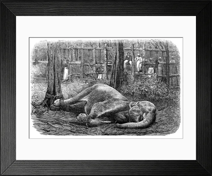 Framed Print : Mode of capturing wild elephants in Ceylon: an elephant noosed, 1864. Creator: Unknown Framed Print : Mode of capturing wild elephants in Ceylon: an elephant noosed, 1864. Creator: Unknown