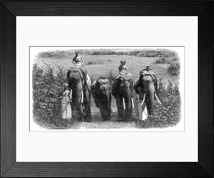 Framed Print : Mode of capturing wild elephants in Ceylon: taming a wild elephant, 1864. Creator: Unknown Framed Print : Mode of capturing wild elephants in Ceylon: taming a wild elephant, 1864. Creator: Unknown