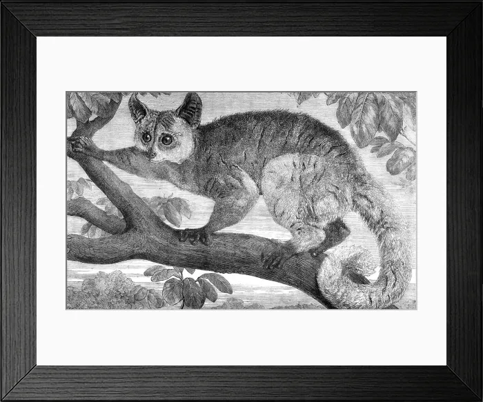 Framed Print : The Galago, brought by Dr. Livingstone from South Africa for the Zoological Society's... 1864. Creator: Pearson Framed Print : The Galago, brought by Dr. Livingstone from South Africa for the Zoological Society's... 1864. Creator: Pearson