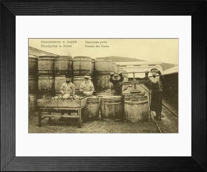 Framed Print : Nikolaevsk-on-Amur. Pressing fish, 1900. Creator: Unknown Framed Print : Nikolaevsk-on-Amur. Pressing fish, 1900. Creator: Unknown