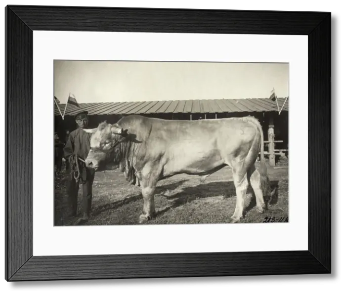 Framed Print : Cattle breeding Podkovyrov, 1911. Creator: A. A. Antonov Framed Print : Cattle breeding Podkovyrov, 1911. Creator: A. A. Antonov