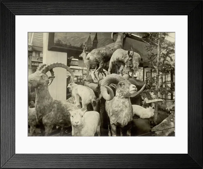 Framed Print : Exhibits of the West Siberian Imperial Russian Geographical Society - Animal world, 1911. Creator: A. A. Antonov Framed Print : Exhibits of the West Siberian Imperial Russian Geographical Society - Animal world, 1911. Creator: A. A. Antonov