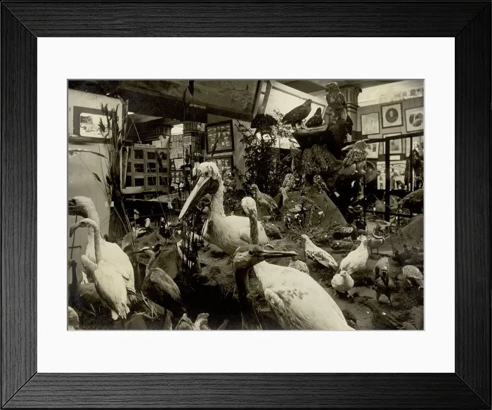 Framed Print : Exhibits of the West Siberian Imperial Russian Geographical Society; Birds of swamps and lakes, 1911 Creator: A. A. Antonov Framed Print : Exhibits of the West Siberian Imperial Russian Geographical Society; Birds of swamps and lakes, 1911 Creator: A. A. Antonov