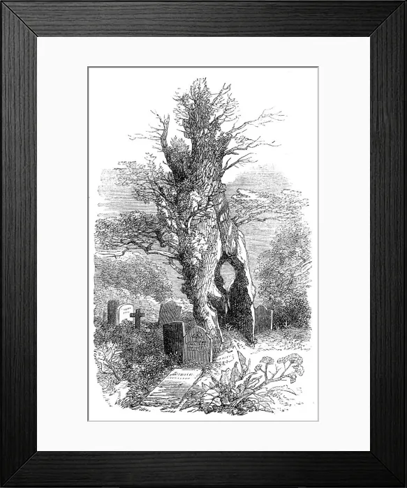 Framed Print : Ancient yew-tree at Palmerston, 1864. Creator: Unknown Framed Print : Ancient yew-tree at Palmerston, 1864. Creator: Unknown