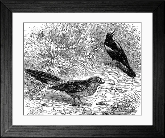 Framed Print : Recent additions to the Zoological Society's Collection, Regent's Park, 1864. Creator: Pearson Framed Print : Recent additions to the Zoological Society's Collection, Regent's Park, 1864. Creator: Pearson