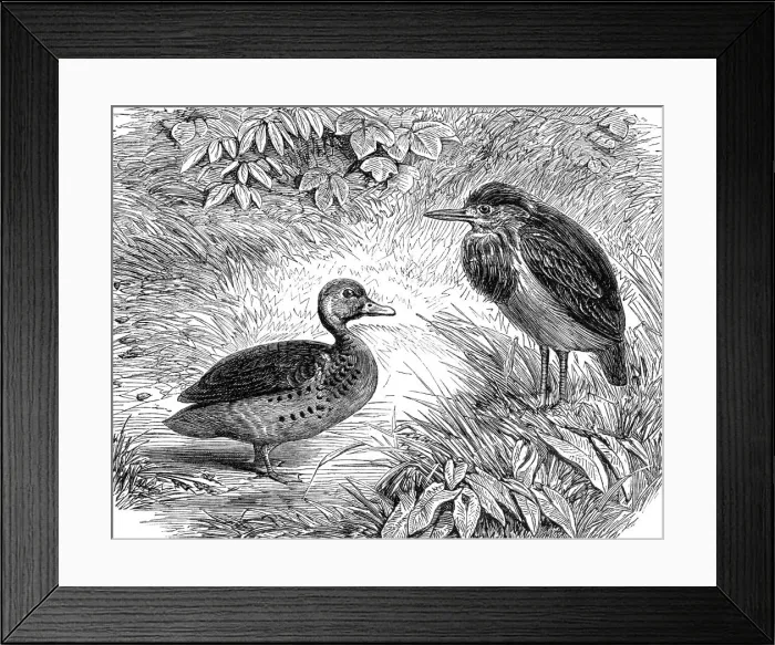 Framed Print : Recent additions to the Zoological Society's Collection, Regent's Park, 1864. Creator: Pearson Framed Print : Recent additions to the Zoological Society's Collection, Regent's Park, 1864. Creator: Pearson