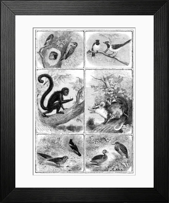 Framed Print : Recent additions to the Zoological Society's Collection, Regent's Park, 1864. Creator: Pearson Framed Print : Recent additions to the Zoological Society's Collection, Regent's Park, 1864. Creator: Pearson