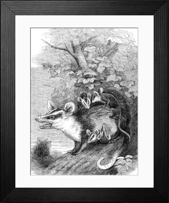 Framed Print : Recent additions to the Zoological Society's Collection, Regent's Park, 1864. Creator: Pearson Framed Print : Recent additions to the Zoological Society's Collection, Regent's Park, 1864. Creator: Pearson