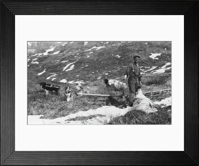 Framed Print : Caribou shot on the north side of Mt. McKinley and dog team ready to haul the meat to camp, 1912. Creator: Browne, Belmore Framed Print : Caribou shot on the north side of Mt. McKinley and dog team ready to haul the meat to camp, 1912. Creator: Browne, Belmore